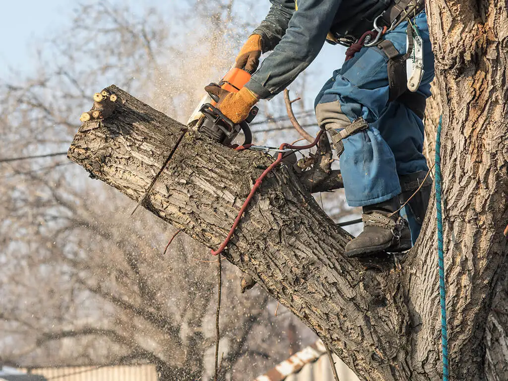 Abattage d’arbres