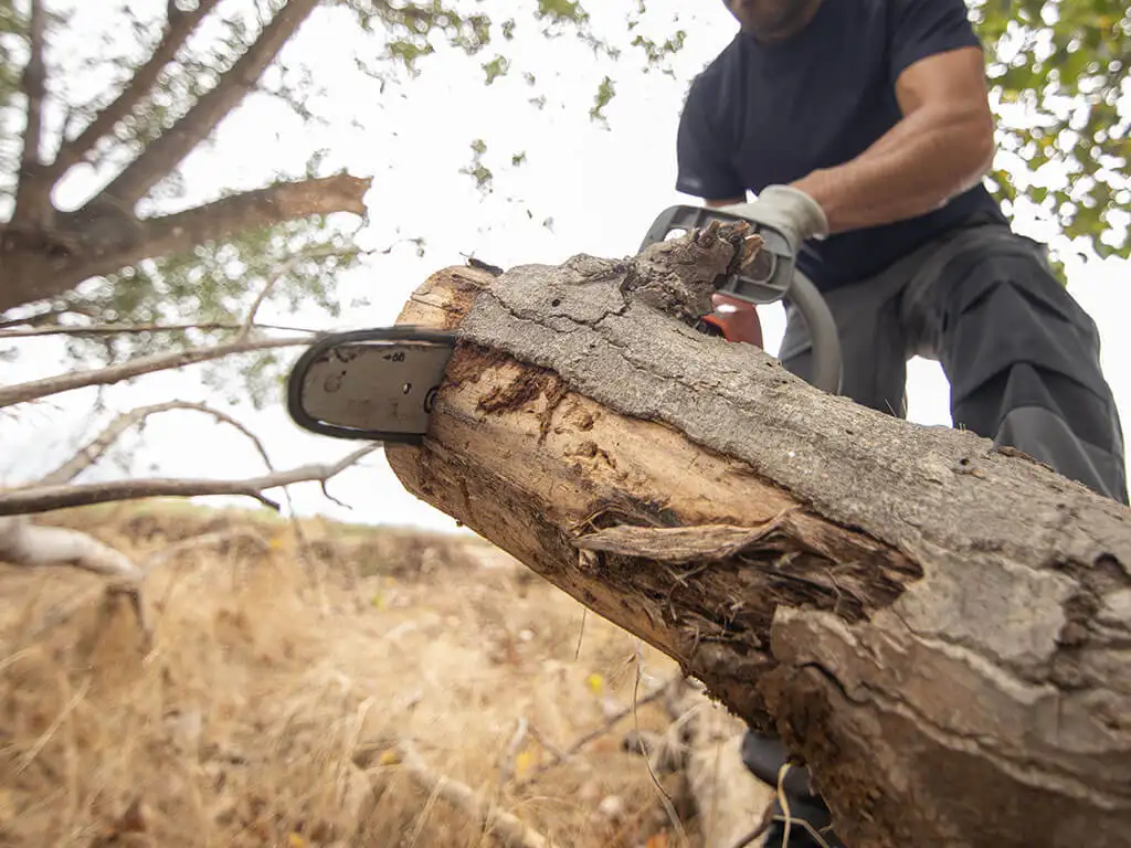 Dessouchage / rognage de souches