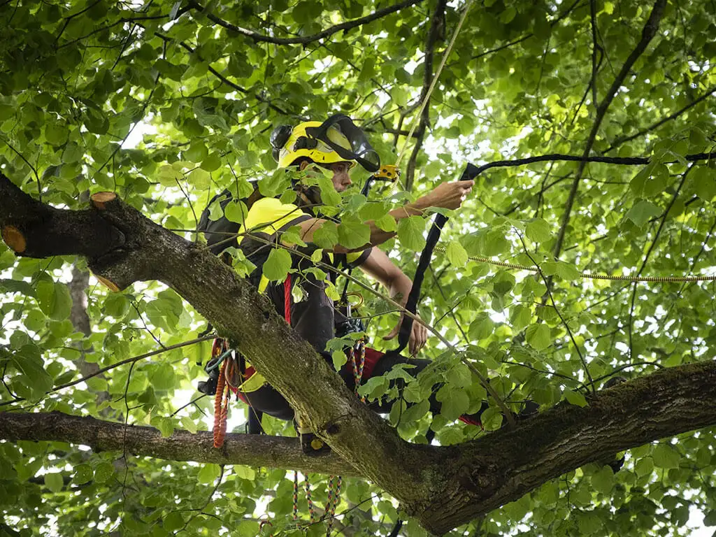 Haubanage et sécurisation des arbres
